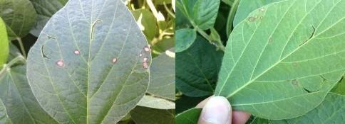 First Report Of Frogeye Leaf Spot In Ohio – Is It Sensitive?